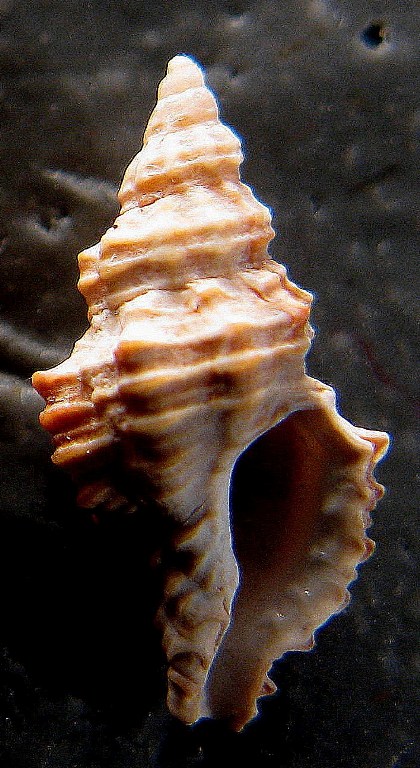 Muricopsis cristata